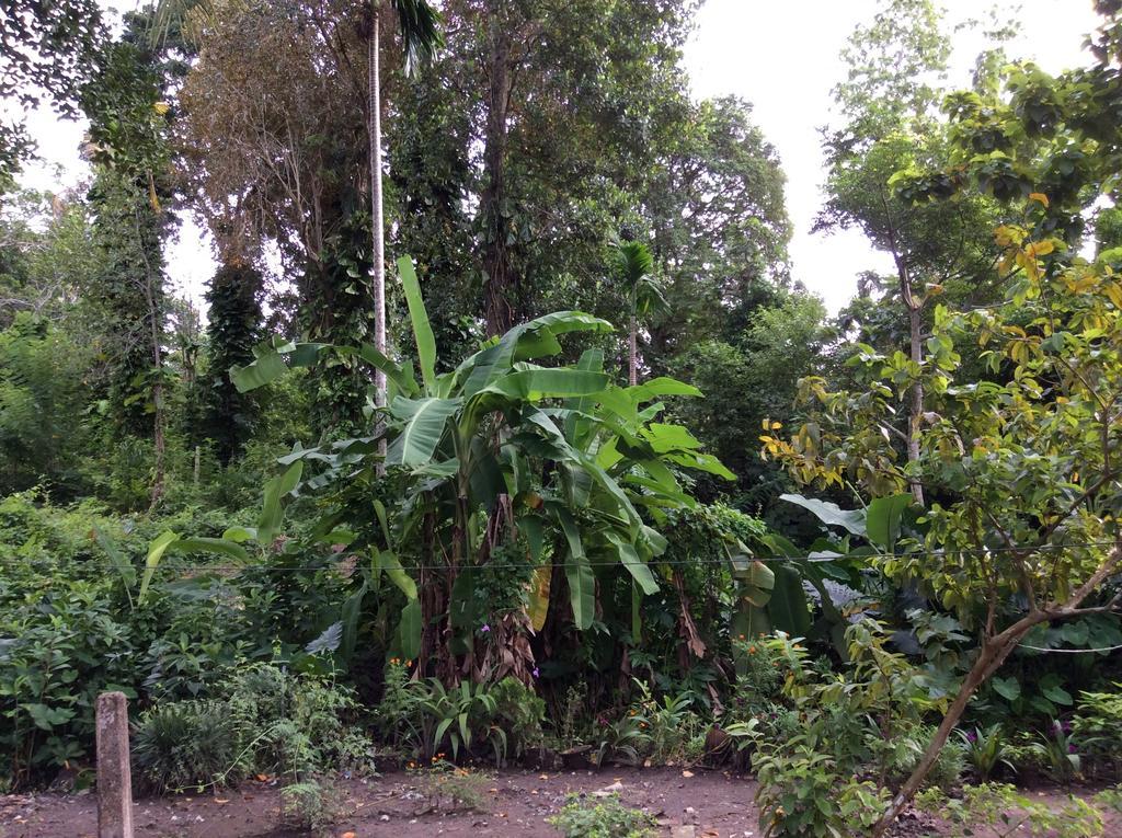 Fern Dale Villa Weligama Phòng bức ảnh